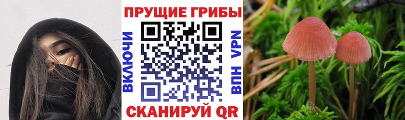 купить наркоту  Сорск  ОМГ ОМГ сайт  Галлюциногенные грибы мухоморы 